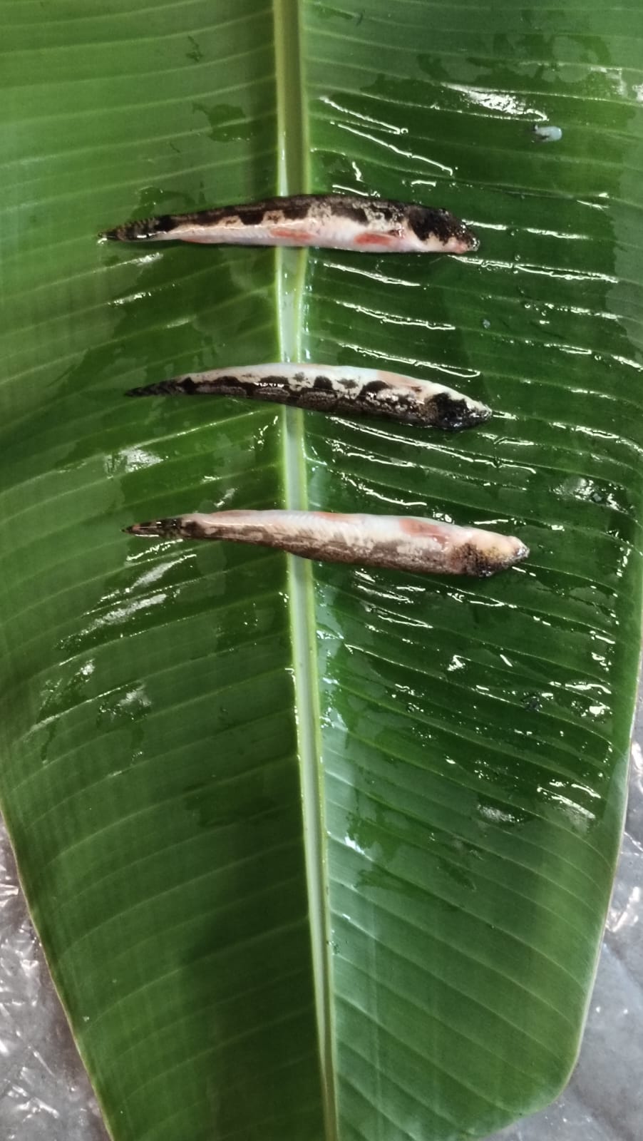 Guttum Fish